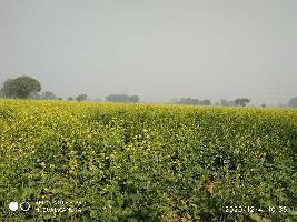  Agricultural Land for Sale in Dhatroi, Hathras