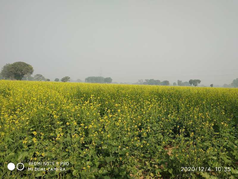 Agricultural Land 4 Bigha for Sale in Dhatroi, Hathras