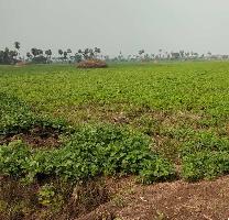  Agricultural Land for Sale in Pamarru, Vijayawada