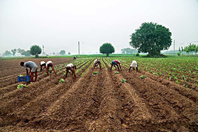 Agricultural Land 10 Acre for Sale in Kanigiri, Prakasam