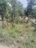  Commercial Land for Sale in Chail, Solan