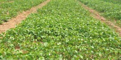 Agricultural Land for Sale in Podalakur Road, Nellore