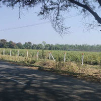  Agricultural Land for Sale in Savli, Vadodara