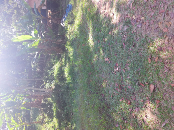  Residential Plot for Sale in Adoor, Pathanamthitta