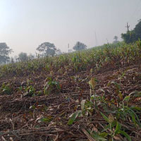  Agricultural Land for Sale in Rabupura, Gautam Buddha Nagar