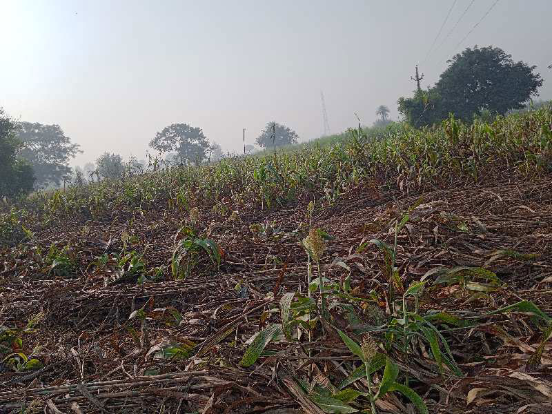 Agricultural Land 14 Bigha for Sale in Rabupura, Gautam Buddha Nagar