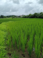  Agricultural Land for Sale in Shahapur, Thane