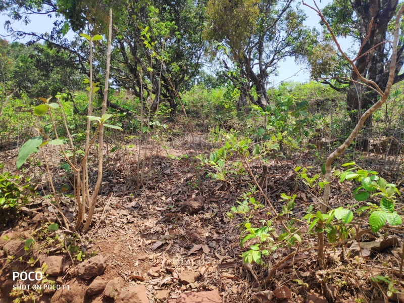  Residential Plot 20000 Sq.ft. for Sale in Pawas, Ratnagiri
