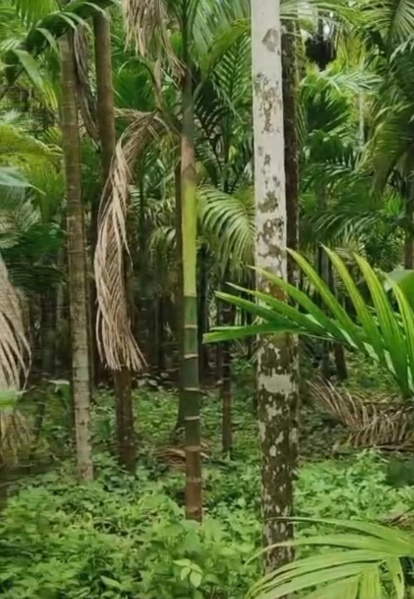  Residential Plot 9 Guntha for Sale in Murud, Raigad