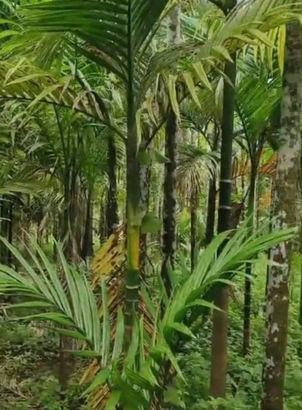  Residential Plot 9 Guntha for Sale in Murud, Raigad