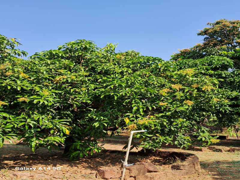  200 Guntha Residential Plot for Sale in Devrukh, Ratnagiri