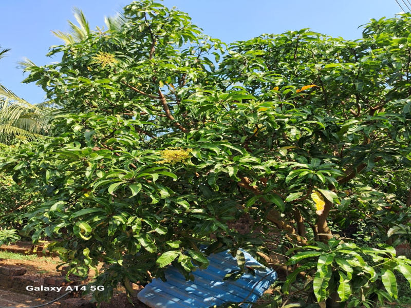  200 Guntha Residential Plot for Sale in Devrukh, Ratnagiri