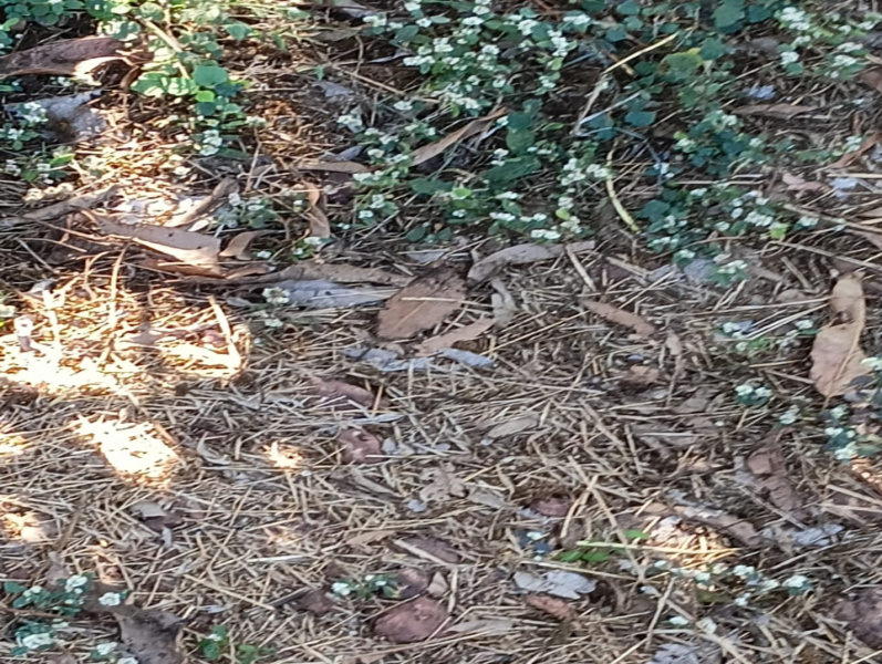  200 Guntha Agricultural/Farm Land for Sale in Devrukh, Ratnagiri