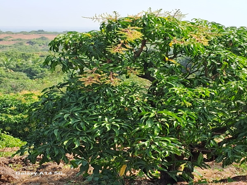  200 Guntha Agricultural/Farm Land for Sale in Devrukh, Ratnagiri