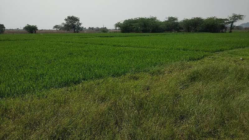  Agricultural Land 3 Acre for Sale in Ibrahimpatnam, Hyderabad