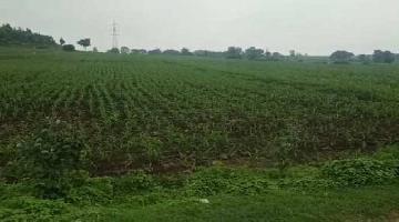  Agricultural Land for Sale in Nizamsagar, Kamareddy, Kamareddy