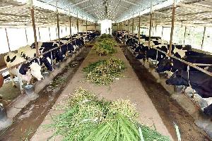  Agricultural Land for Sale in Kanchipuram, Chennai, 