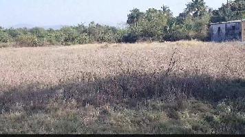  Agricultural Land for Sale in Bordi, Palghar