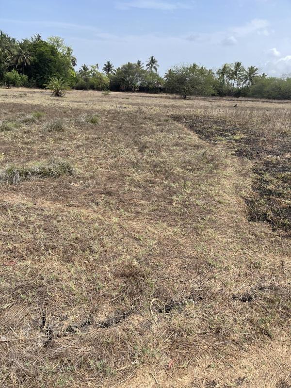  Agricultural Land 75 Guntha for Sale in Chinchani, Palghar