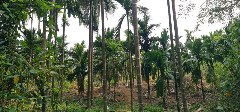  Agricultural Land 15 Acre for Sale in Nelyadi, Dakshin Kannad