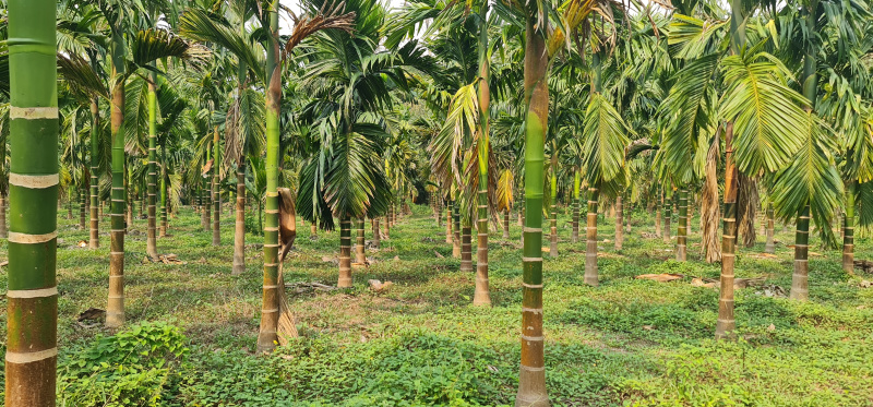  Agricultural Land 15 Acre for Sale in Nelyadi, Dakshin Kannad