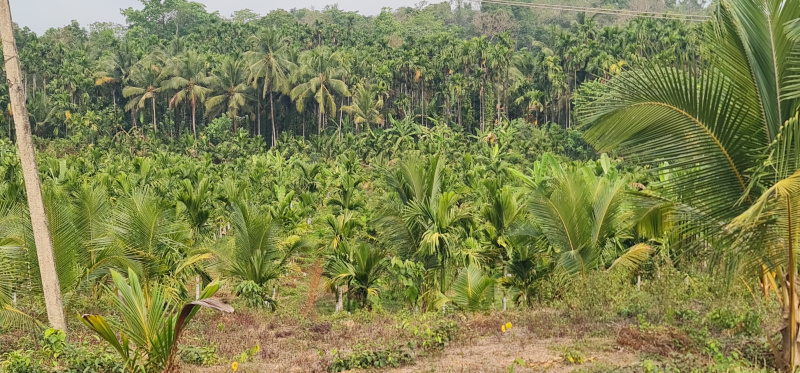  Agricultural Land 15 Acre for Sale in Nelyadi, Dakshin Kannad