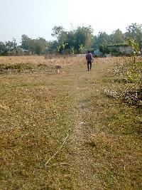  Agricultural Land for Sale in Rangia, Kamrup