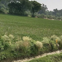  Agricultural Land for Sale in Haidergarh, Barabanki