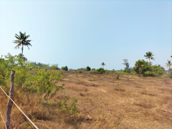  Commercial Land for Sale in Morjim, Goa