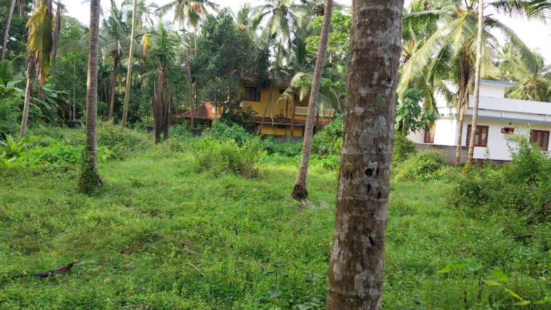  Residential Plot 15 Cent for Sale in Payyoli, Kozhikode