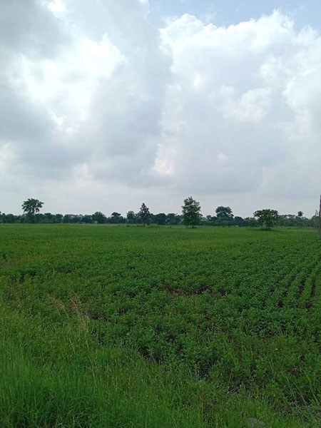 Agricultural Land 2 Acre for Sale in Kolar Road, Bhopal