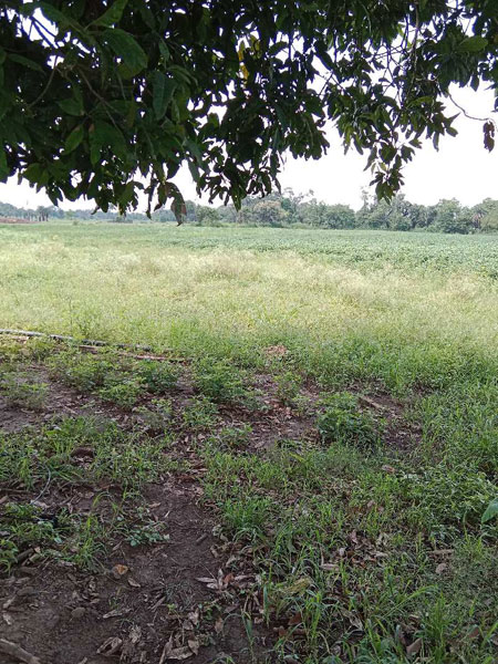 Agricultural Land 6 Acre for Sale in Sehore Road, Bhopal