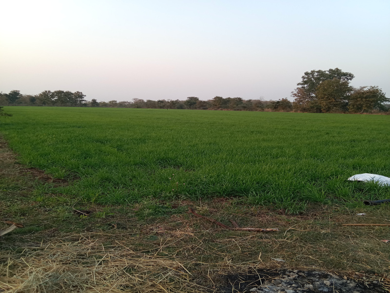 Agricultural Land 10 Acre for Sale in Anwali Kheda, Sehore