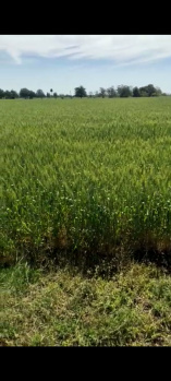  Agricultural Land for Sale in Kalkheda, Bhopal