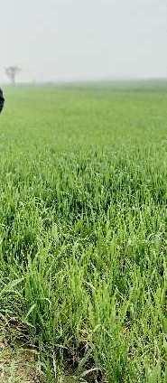  Agricultural Land for Sale in Anupshahr, Bulandshahr