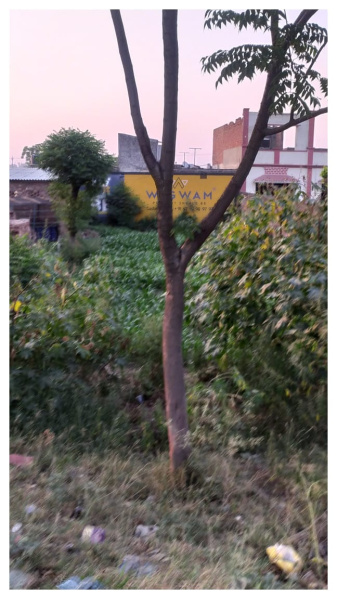  Commercial Land 454 Sq. Yards for Sale in Jandiala, Amritsar