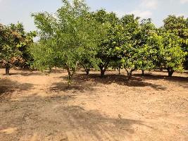  Agricultural Land for Sale in Edaikazhinadu, Kanchipuram