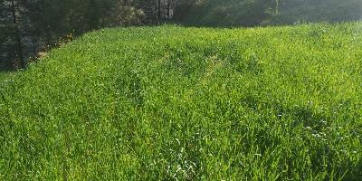  Agricultural Land for Sale in Chuari Khas, Chamba