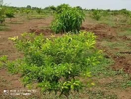  Agricultural Land for Sale in Acharapakkam, Chengalpattu