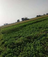  Agricultural Land for Sale in Morinda, Rupnagar