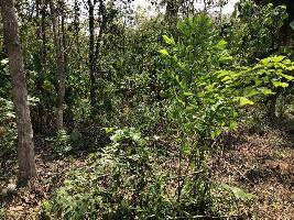  Agricultural Land for Rent in Kozhencherry, Pathanamthitta