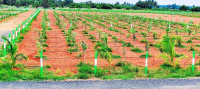  Agricultural Land for Sale in Medavakkam, Chennai