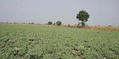  Agricultural Land for Sale in Daryapur Banosa, Amravati