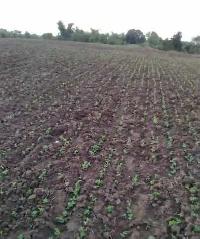  Agricultural Land for Sale in Noorsarai, Nalanda