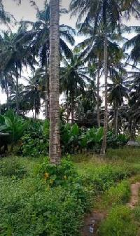  Agricultural Land for Sale in Palya, Hassan