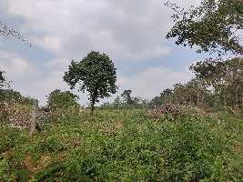  Agricultural Land for Sale in Sakleshpur, Chikmagalur