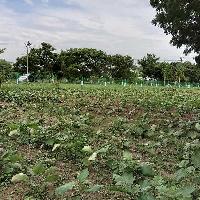  Agricultural Land for Sale in Sunguvarchatram, Kanchipuram