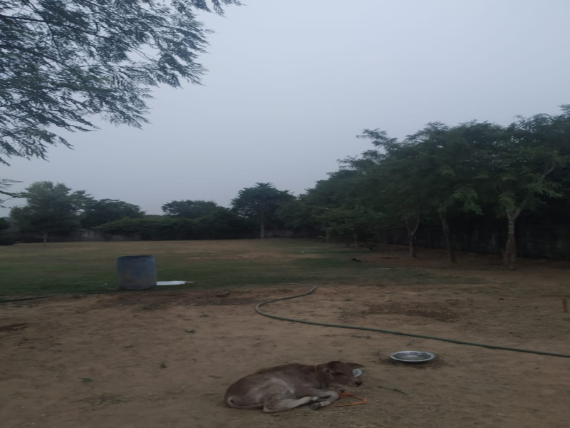  Residential Plot 9680 Sq. Yards for Sale in Teekli Village, Sohna, Gurgaon