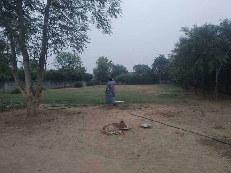 1 BHK Farm House 14520 Sq. Yards for Sale in Teekli Village, Sohna, Gurgaon