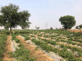  Agricultural Land for Sale in Kotputli, Jaipur